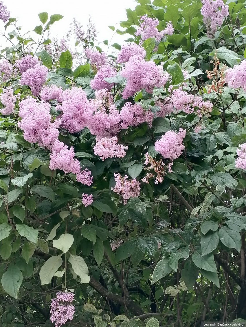 Санкт-Петербург: городские цветы и розовые фламинго - часть вторая