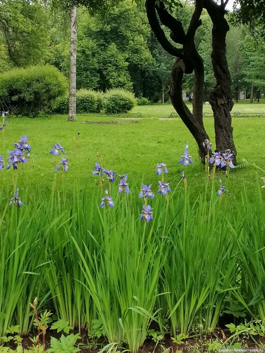 Санкт-Петербург: городские цветы и розовые фламинго - часть вторая