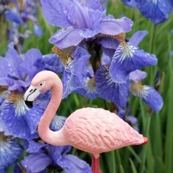 Санкт-Петербург: городские цветы и розовые фламинго - часть вторая