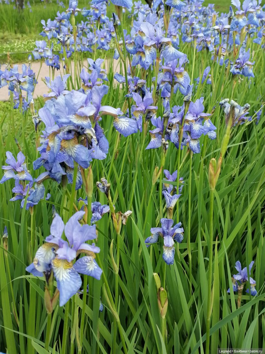 Лурения - Петербург: Шахзода и Пинки в Таврическом саду