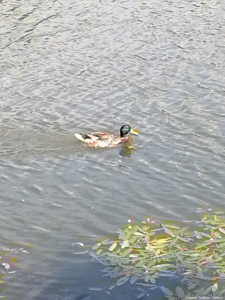 Лурения - Петербург: Шахзода у пруда в Таврическом саду