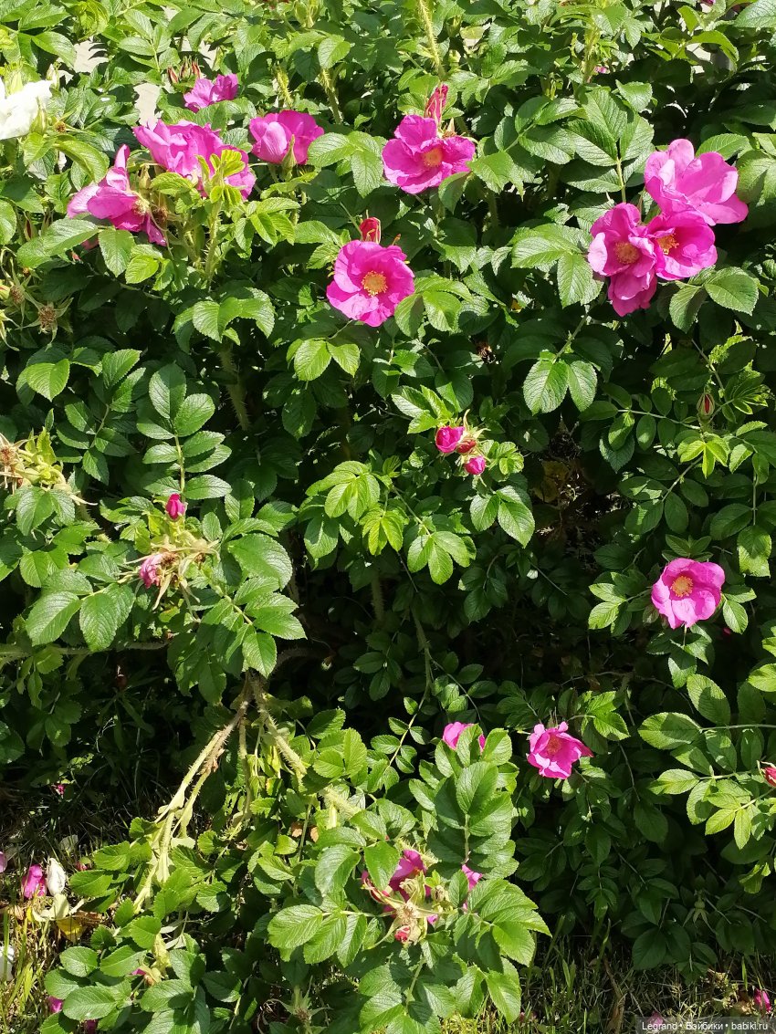 Лурения - Петербург: Шахзода, Пинки и Отто в Парадном (фото 8)