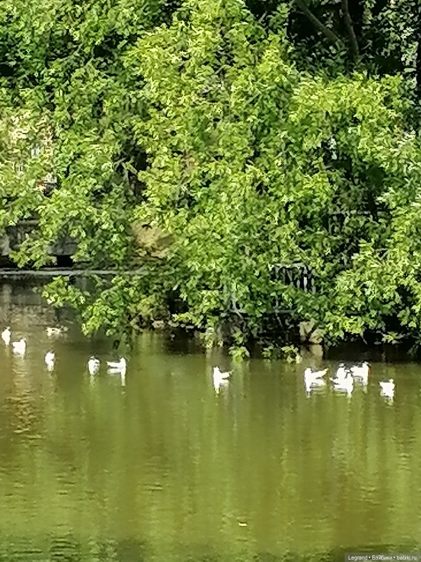 Лурения - Петербург: Шахзода у пруда в Таврическом саду (фото 6)