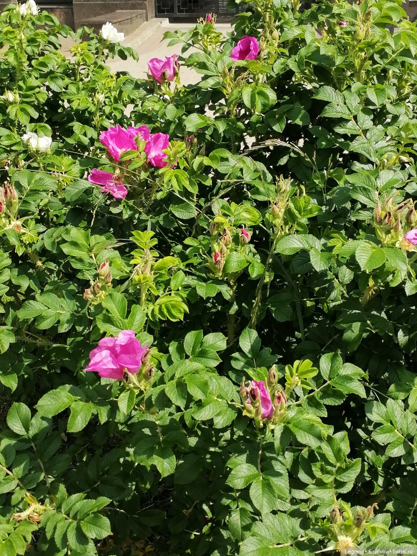 Лурения - Петербург: Шахзода, Пинки и Отто в Парадном