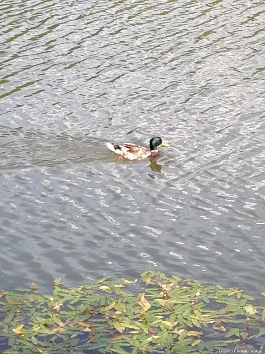 Лурения - Петербург: Шахзода у пруда в Таврическом саду