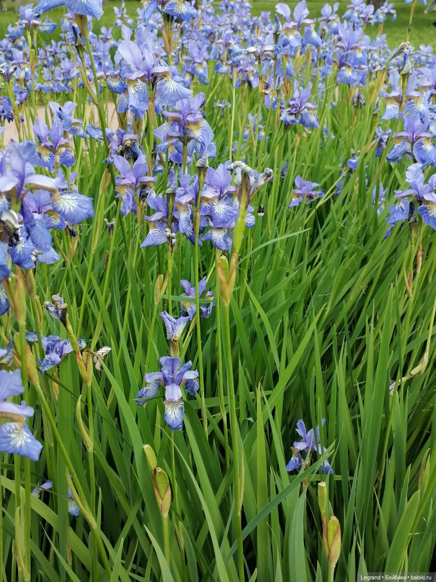 Лурения - Петербург: Шахзода и Пинки в Таврическом саду