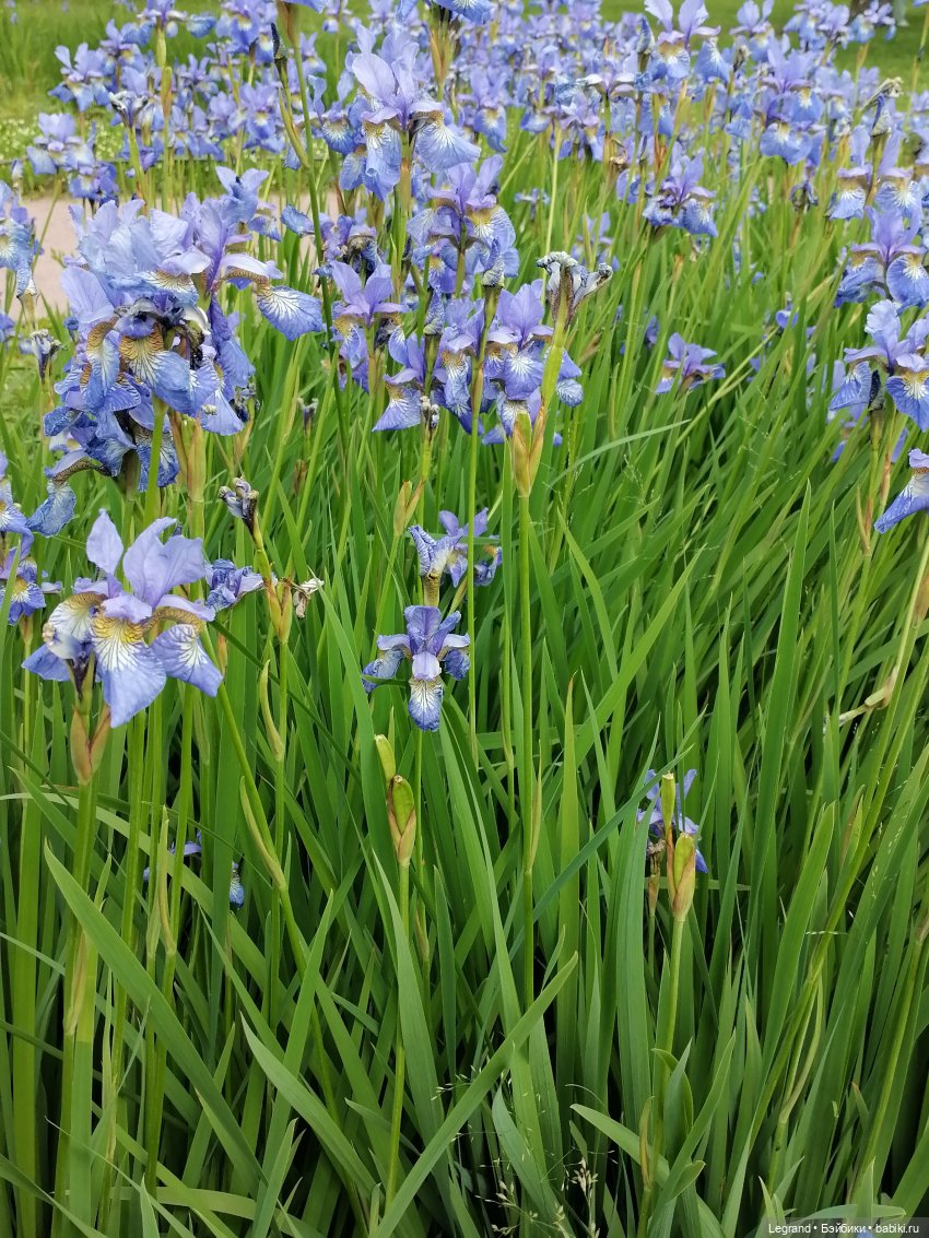 Лурения - Петербург: Шахзода и Пинки в Таврическом саду