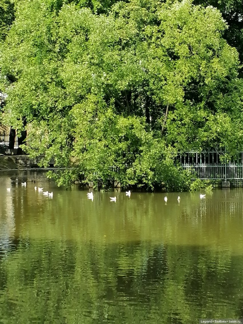 Лурения - Петербург: Шахзода у пруда в Таврическом саду (фото 5)