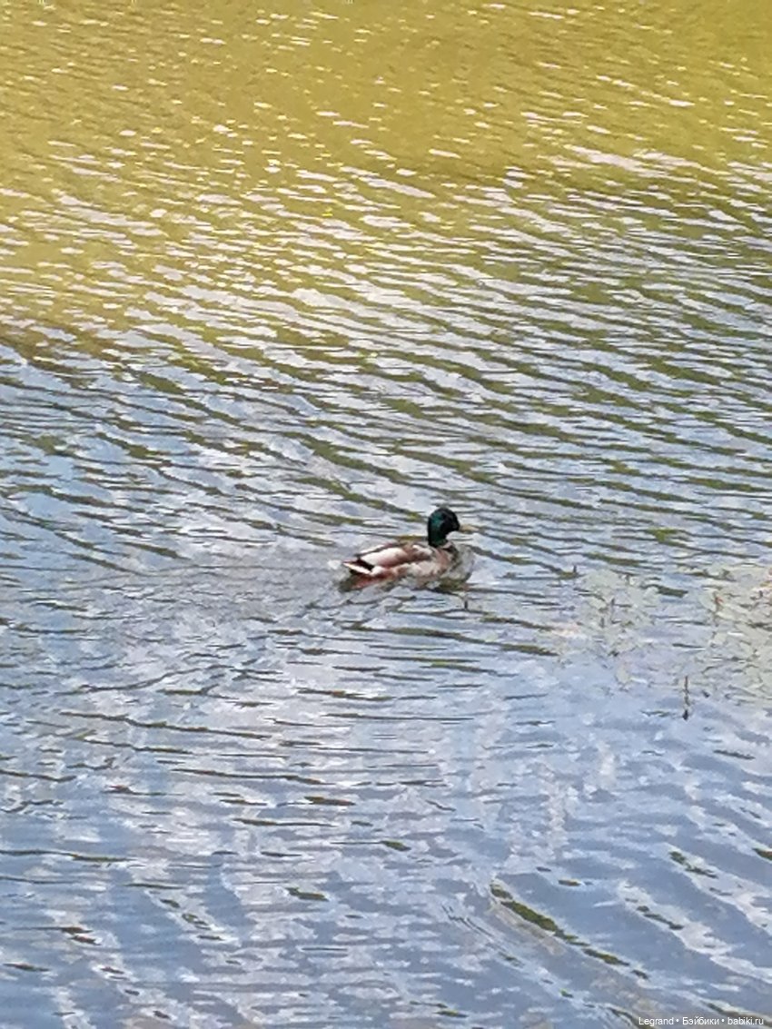 Лурения - Петербург: Шахзода у пруда в Таврическом саду