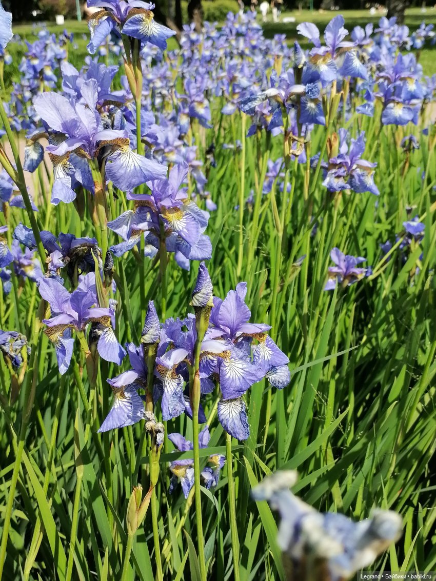 Санкт-Петербург - Таврический сад: Берен и ирисы