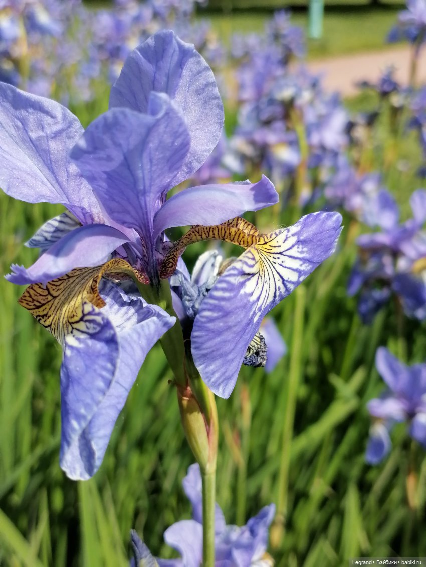 Санкт-Петербург - Таврический сад: Берен и ирисы