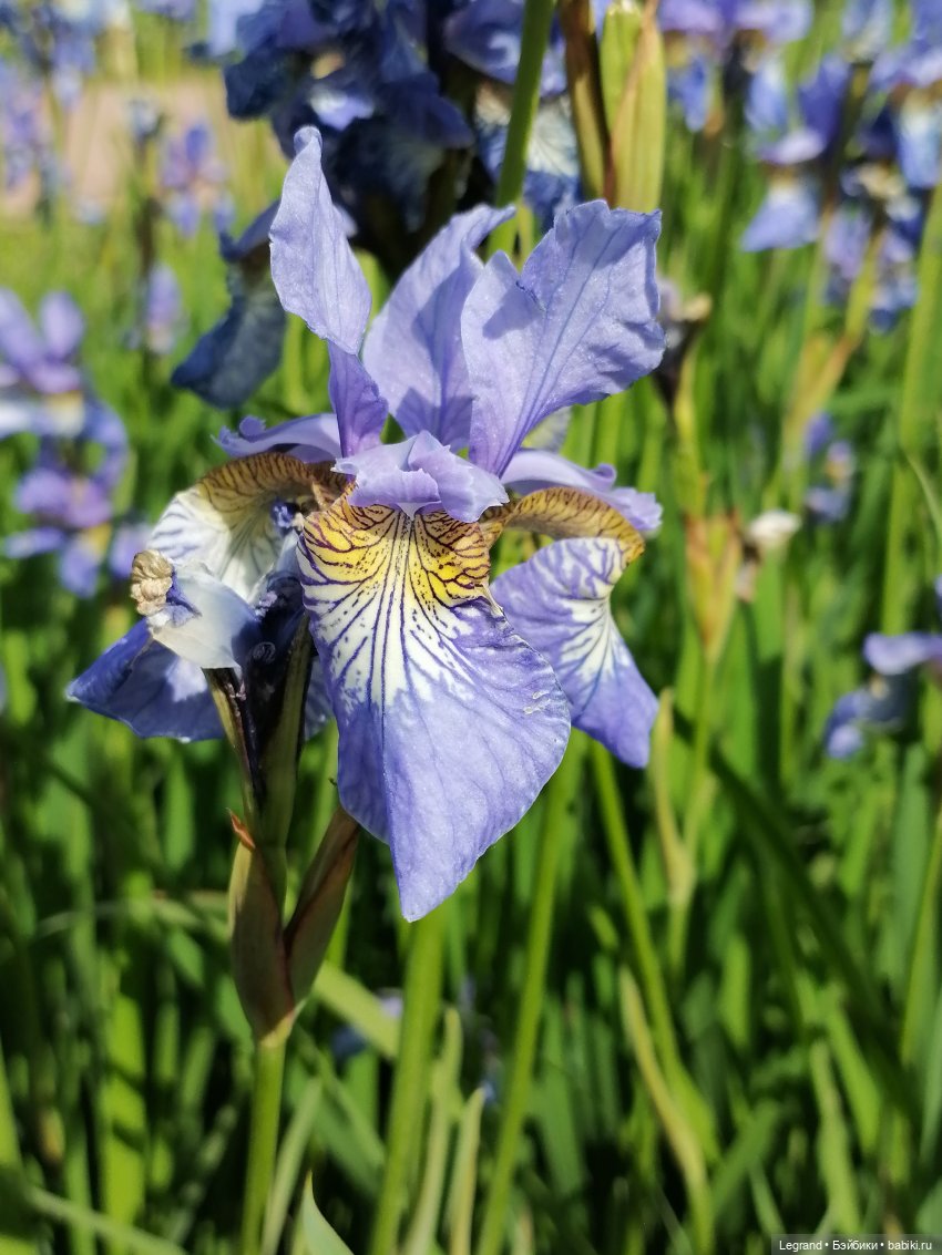 Санкт-Петербург - Таврический сад: Берен и ирисы