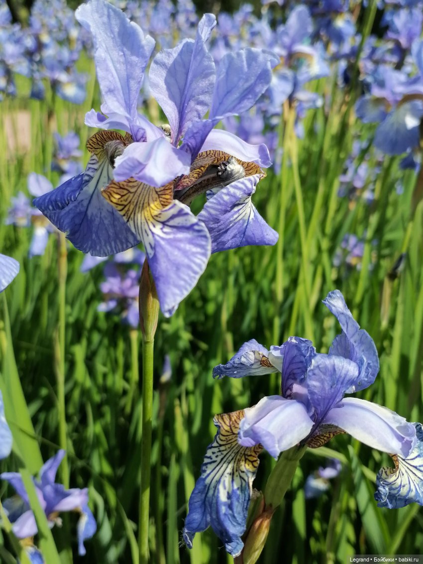 Санкт-Петербург - Таврический сад: Берен и ирисы