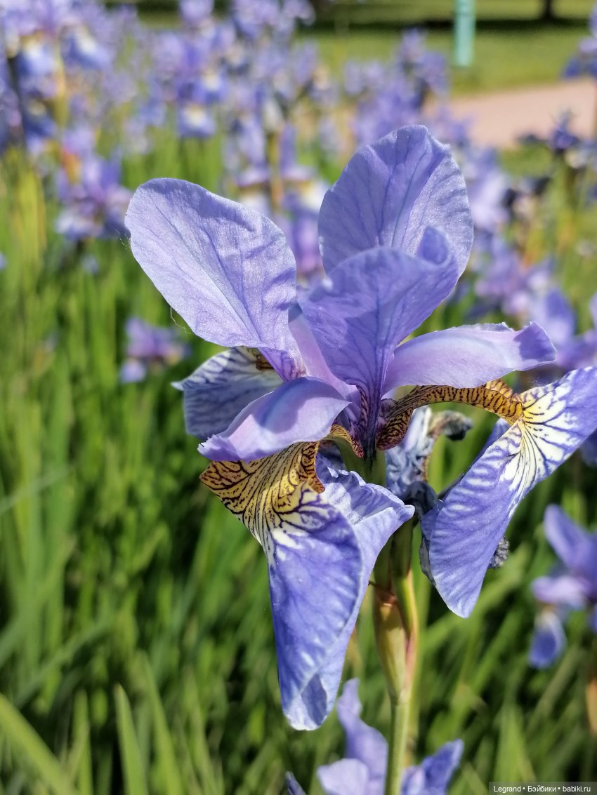 Санкт-Петербург - Таврический сад: Берен и ирисы