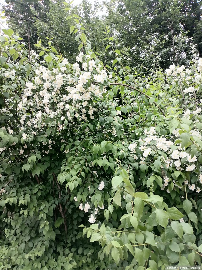 Лурения - Петербург: Отто и июньские цветы - часть вторая (фото 2)