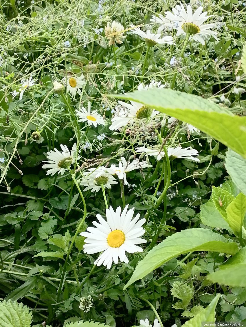 Лурения - Петербург: Отто и июньские цветы - часть первая