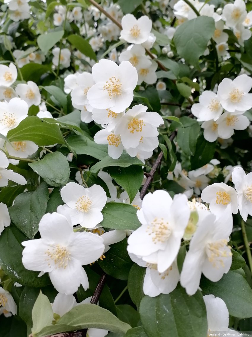 Лурения - Петербург: Отто и июньские цветы - часть вторая (фото 8)