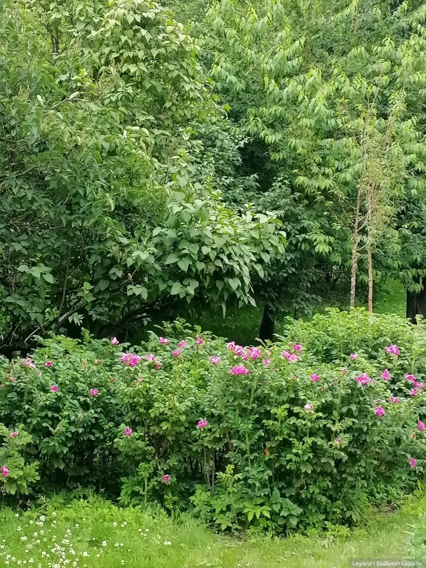 Лурения - Петербург: Отто и июньские цветы - часть вторая