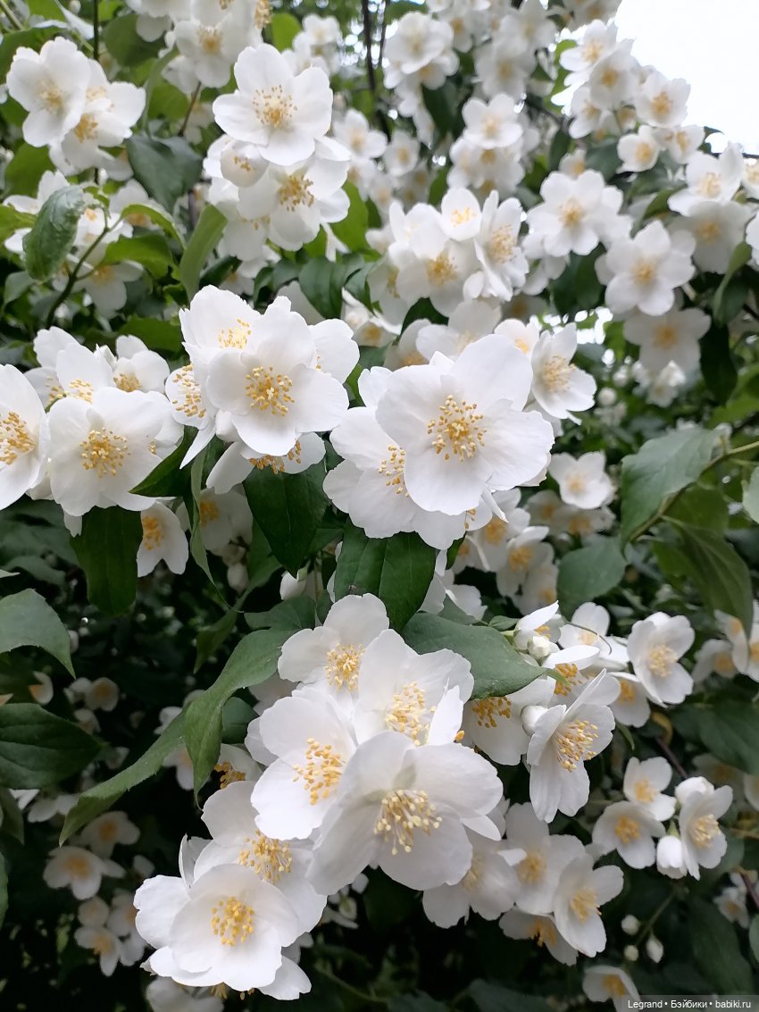 Лурения - Петербург: Отто и июньские цветы - часть первая