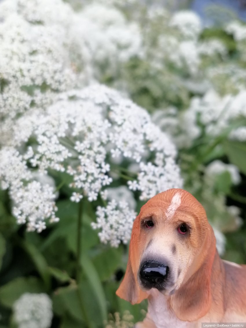 Лурения - Петербург: Отто и июньские цветы - часть первая