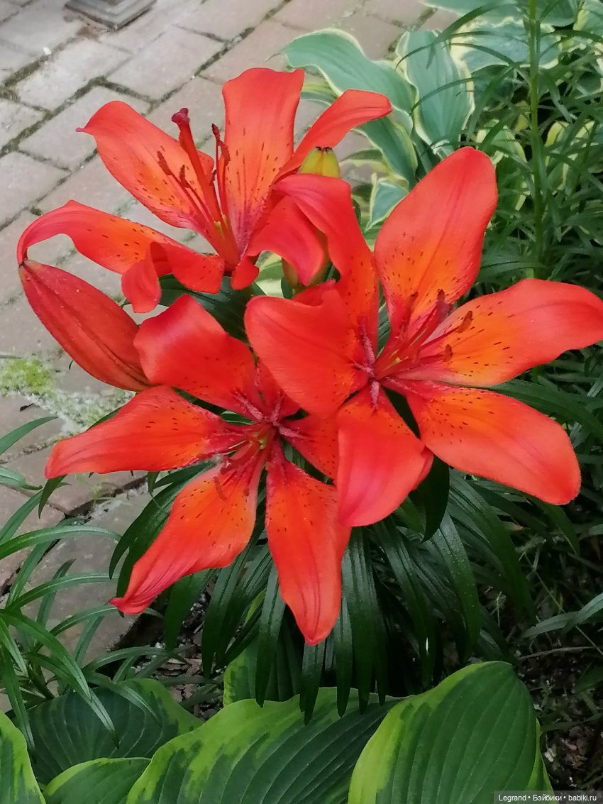 Лурения - Петербург: Отто и июньские цветы - часть первая (фото 4)