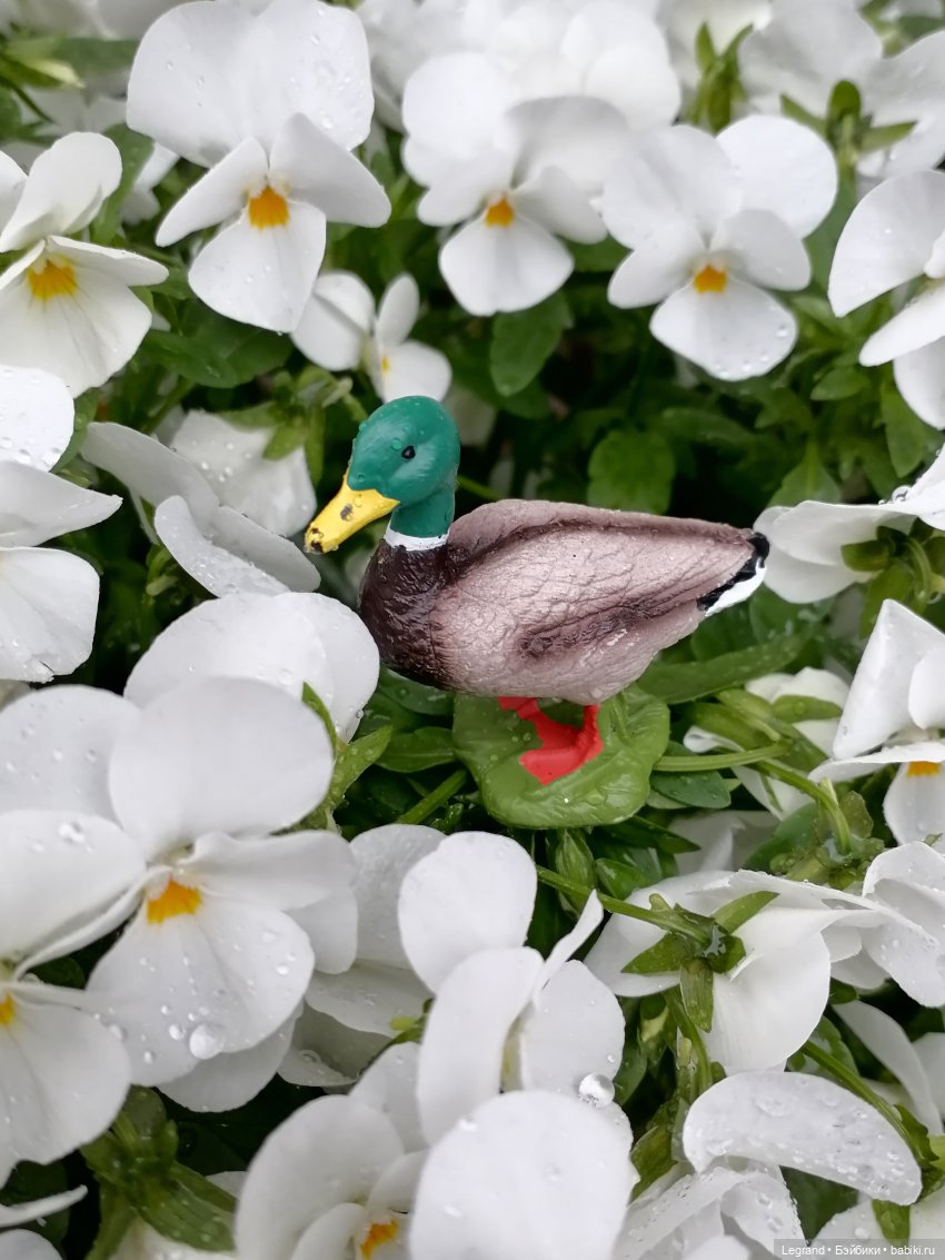 Лурения - Петербург: прогулка с питомцами под дождём (фото 2)