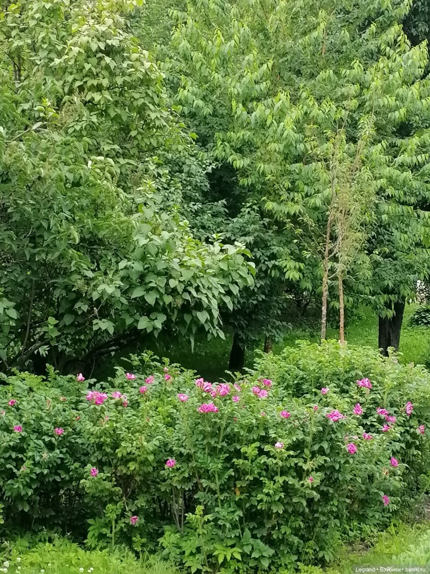 Лурения - Петербург: Отто и июньские цветы - часть вторая