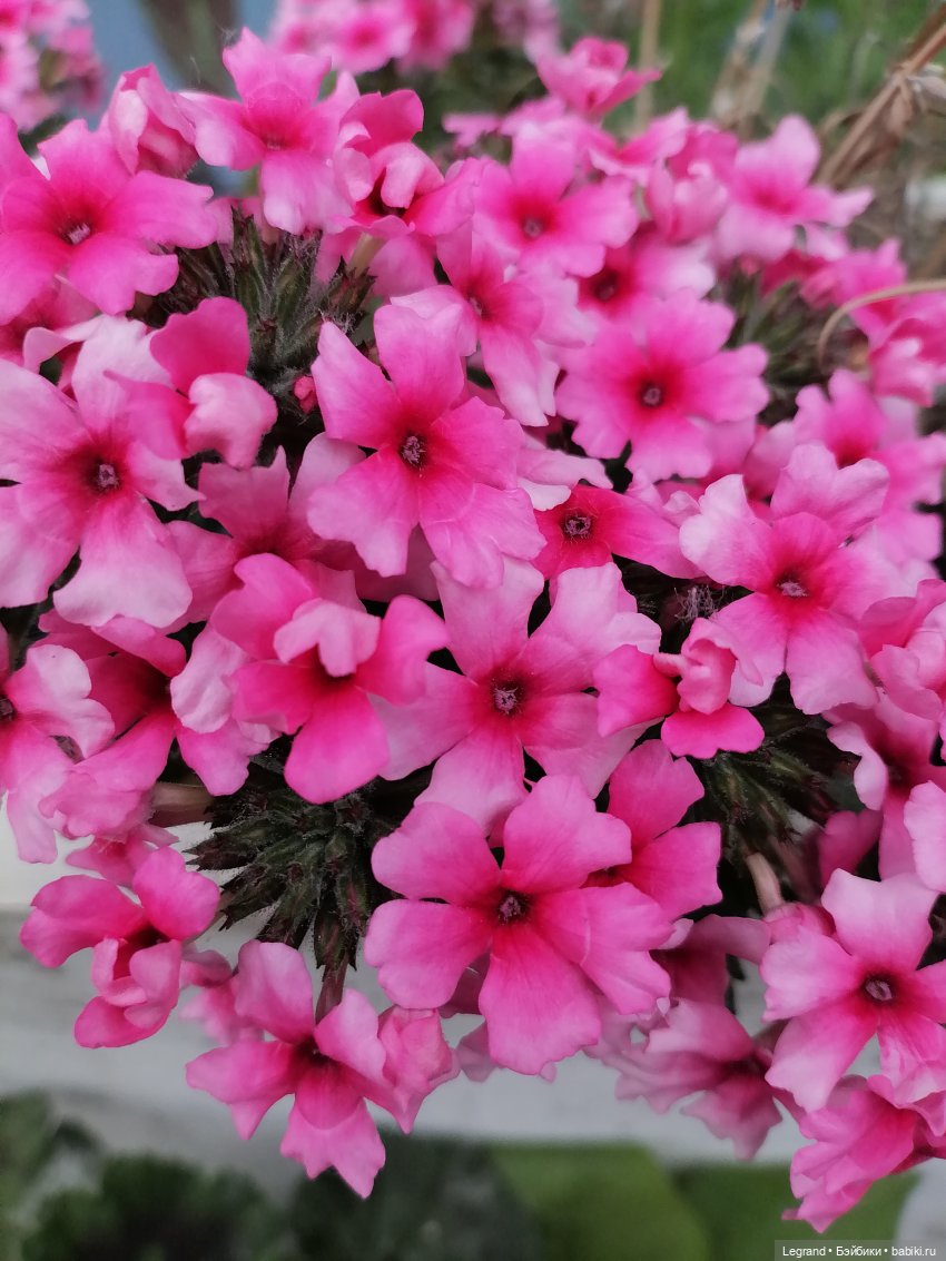 Лурения - Петербург: Отто и июньские цветы - часть первая