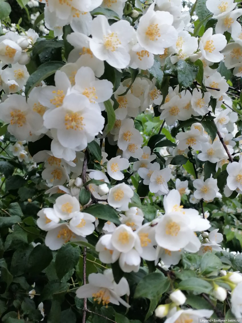 Лурения - Петербург: прогулка с питомцами под дождём (фото 9)