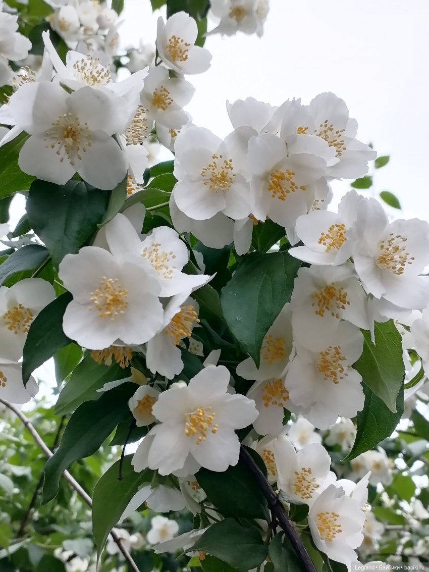 Лурения - Петербург: Отто и июньские цветы - часть первая