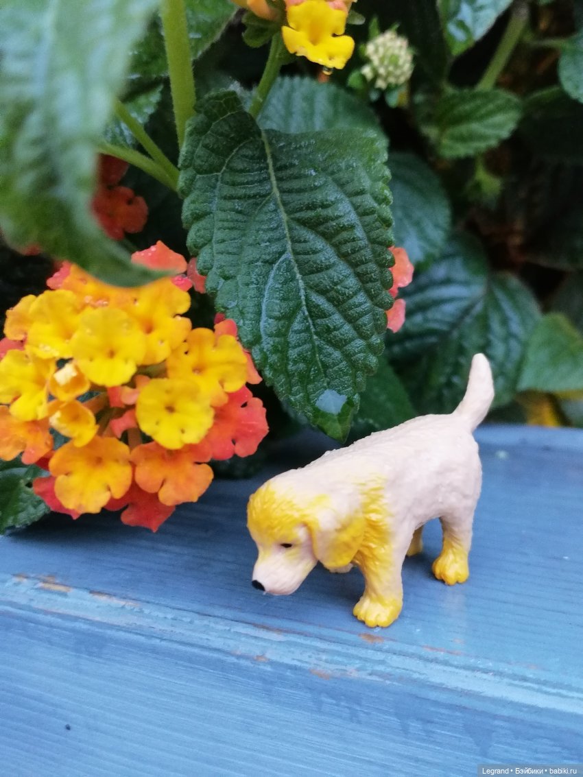 Лурения - Петербург: прогулка с питомцами под дождём