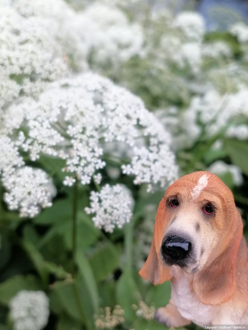 Лурения - Петербург: Отто и июньские цветы - часть первая