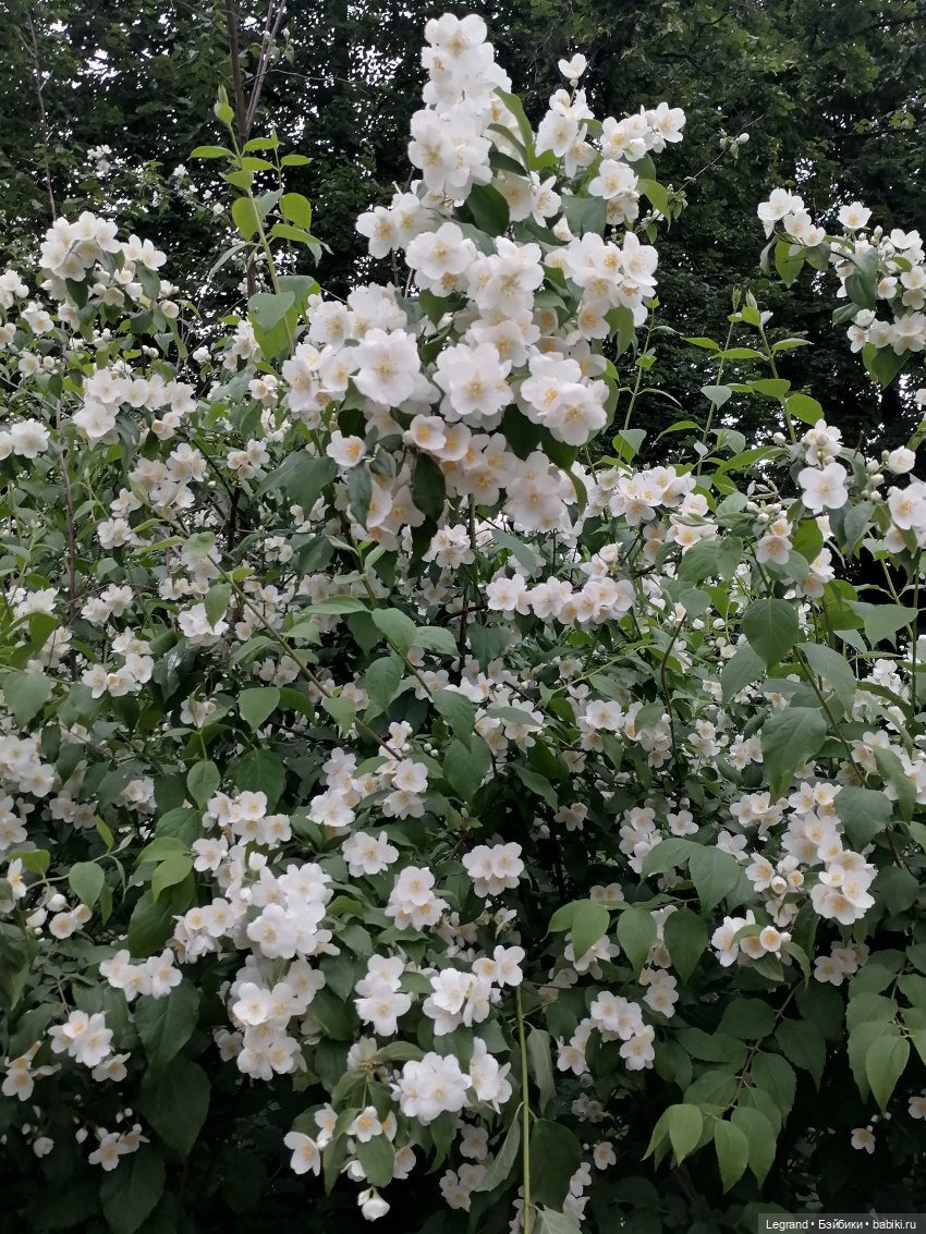 Лурения - Петербург: Отто и июньские цветы - часть вторая (фото 3)