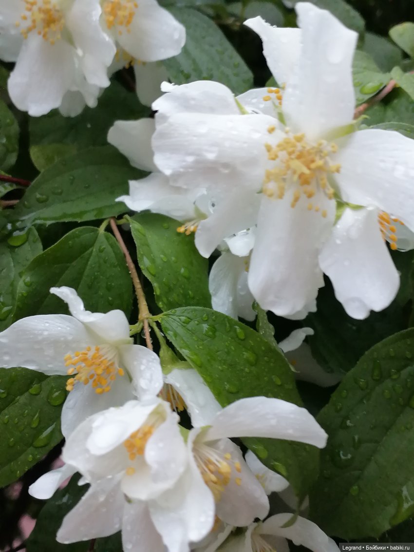 Лурения - Петербург: прогулка с питомцами под дождём