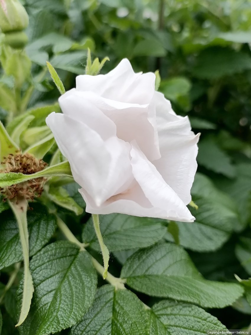 Лурения - Петербург: Отто и июньские цветы - часть первая (фото 8)