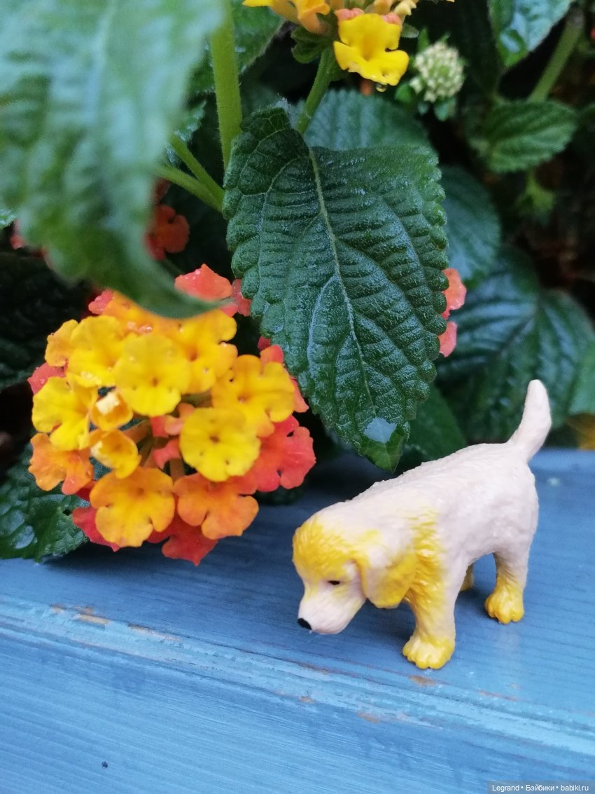 Лурения - Петербург: прогулка с питомцами под дождём