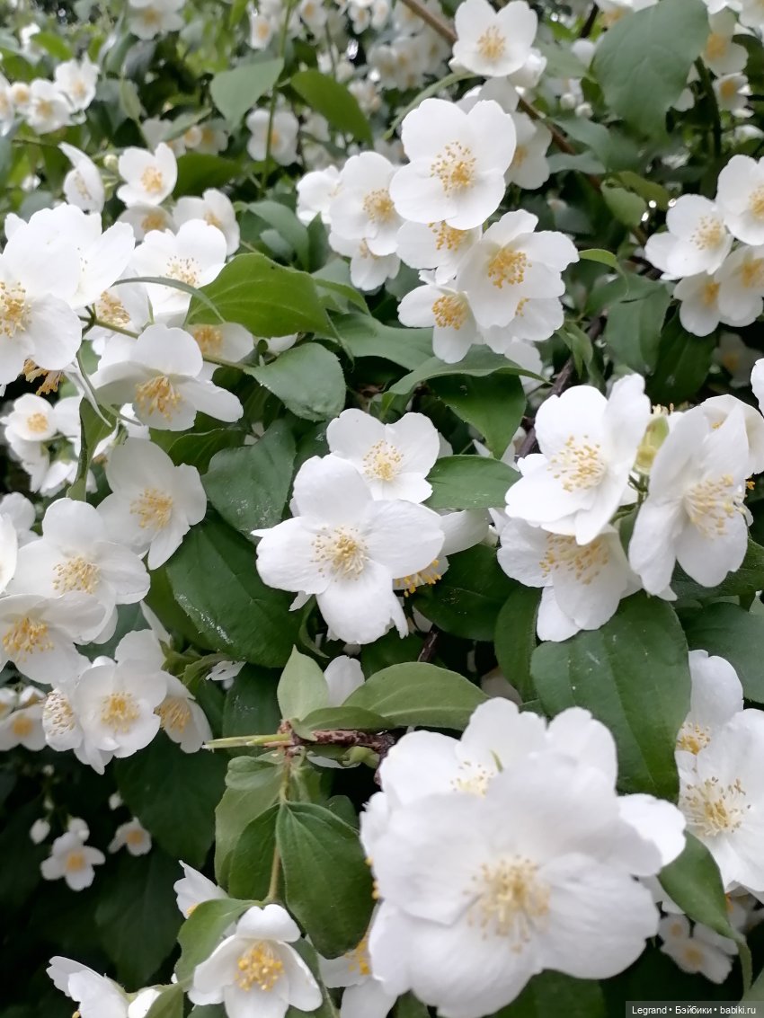 Лурения - Петербург: Отто и июньские цветы - часть вторая (фото 7)