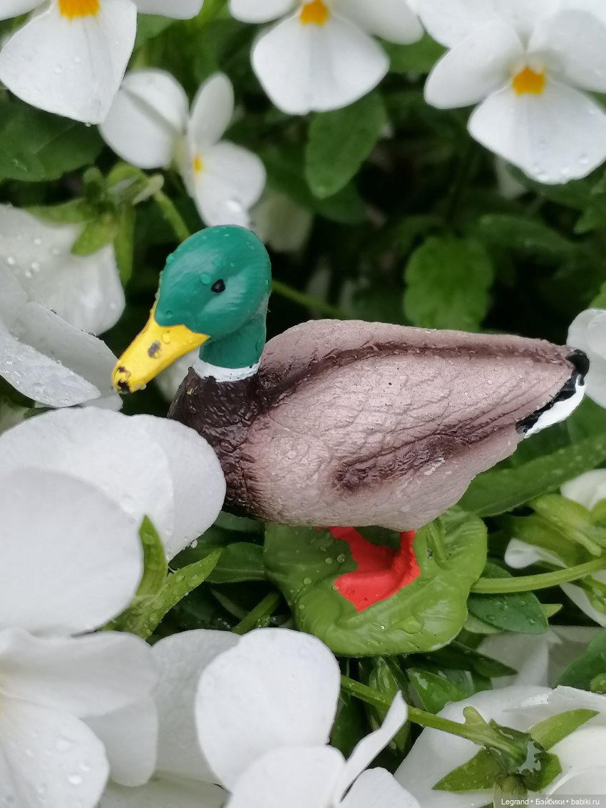 Лурения - Петербург: прогулка с питомцами под дождём (фото 4)