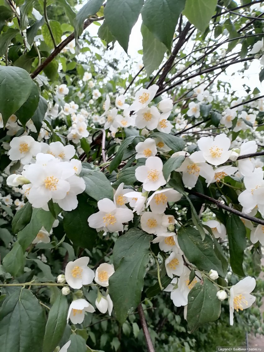Лурения - Петербург: Отто и июньские цветы - часть вторая