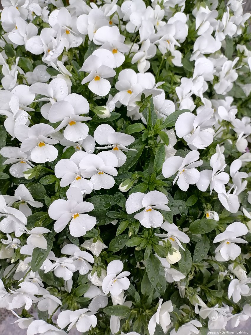 Лурения - Петербург: прогулка с питомцами под дождём