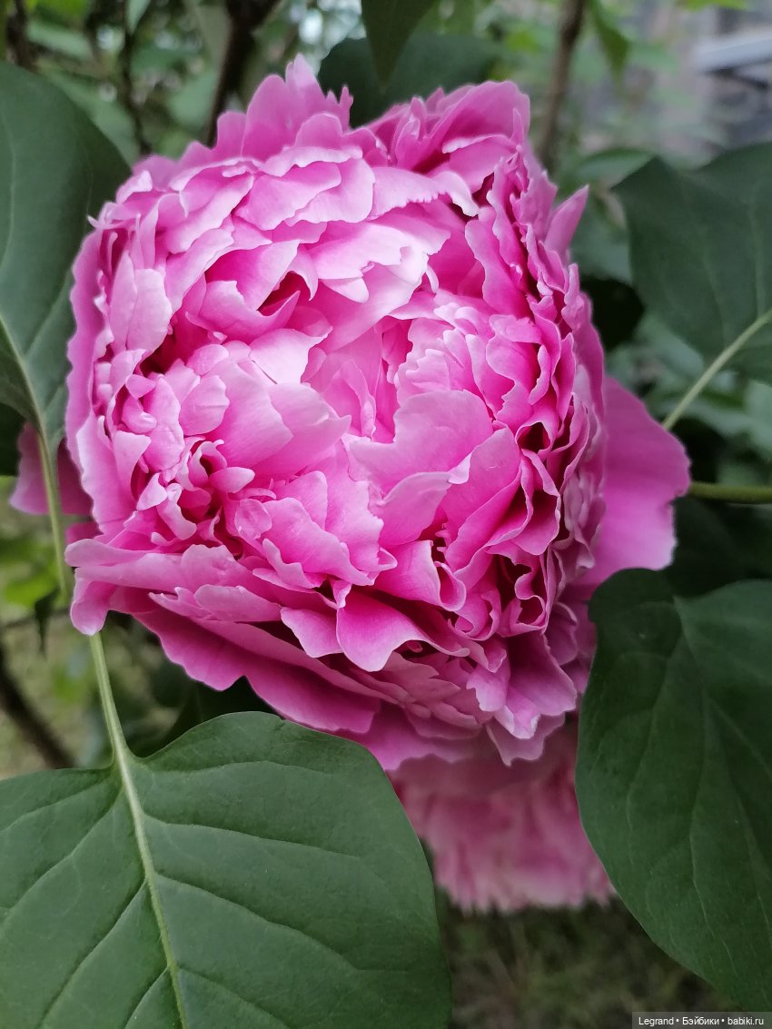 Лурения - Петербург: Отто и июньские цветы - часть первая (фото 5)