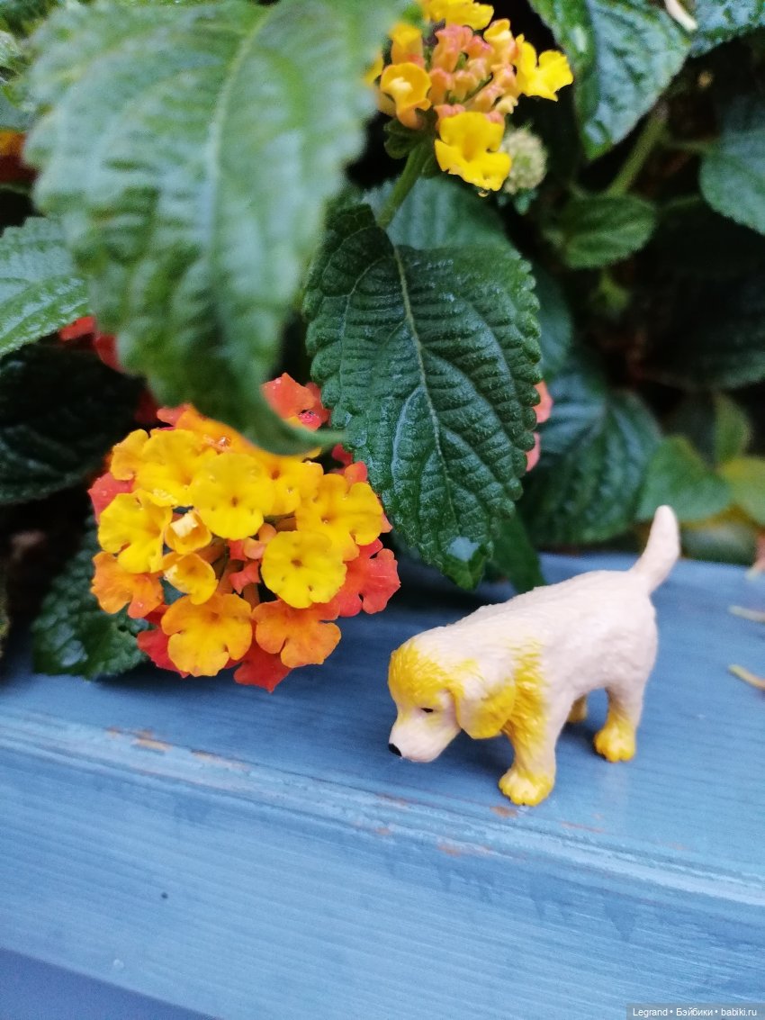 Лурения - Петербург: прогулка с питомцами под дождём