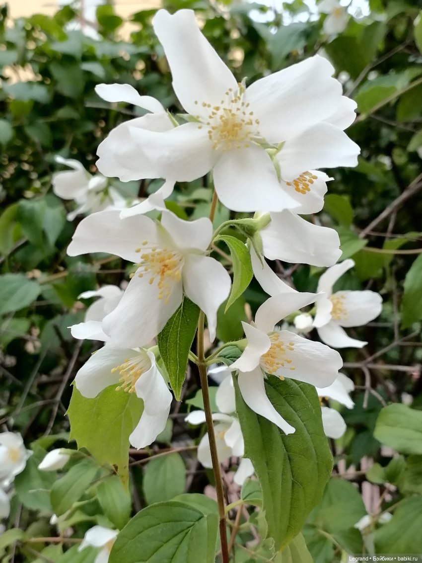 Лурения - Петербург: Отто и июньские цветы - часть вторая