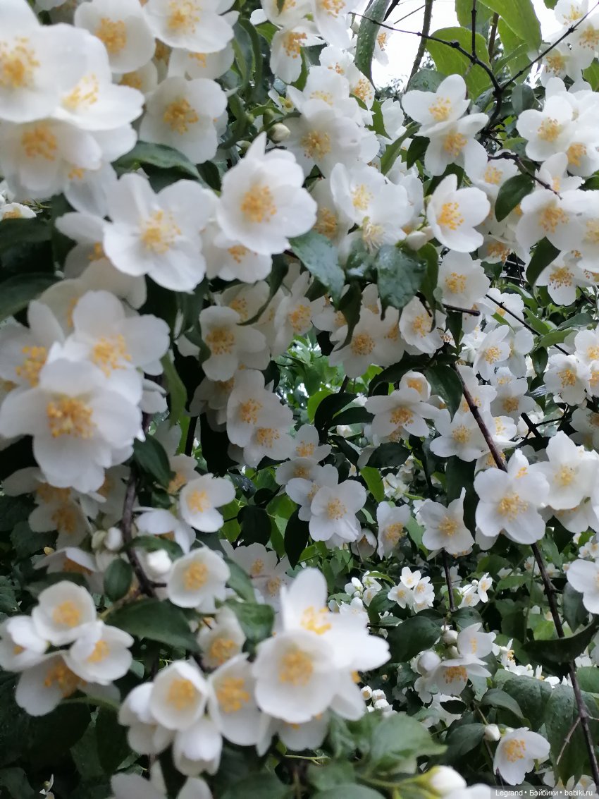 Лурения - Петербург: прогулка с питомцами под дождём (фото 10)