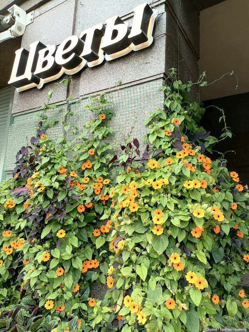 Лурения - Петербург: Отто и июньские цветы - часть первая