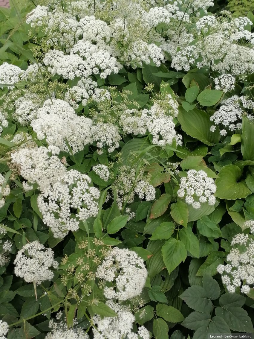 Лурения - Петербург: Отто и июньские цветы - часть первая