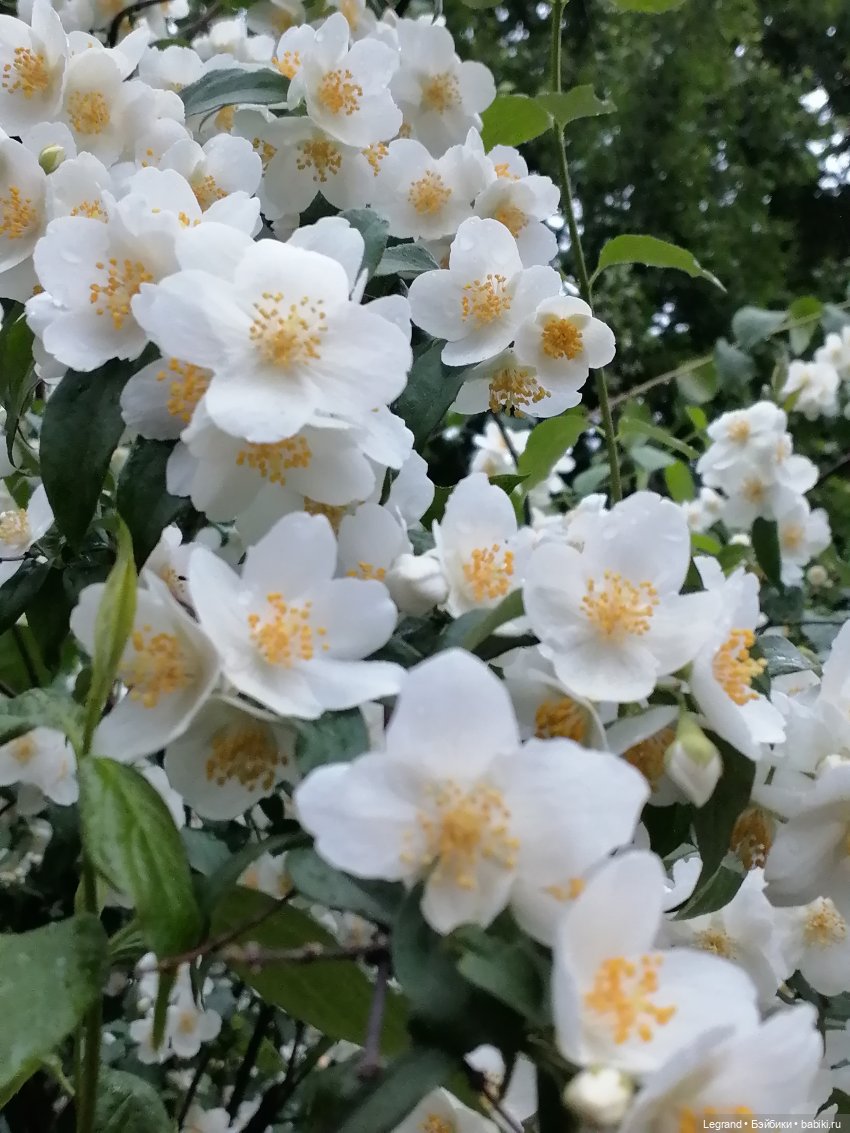 Лурения - Петербург: прогулка с питомцами под дождём (фото 7)