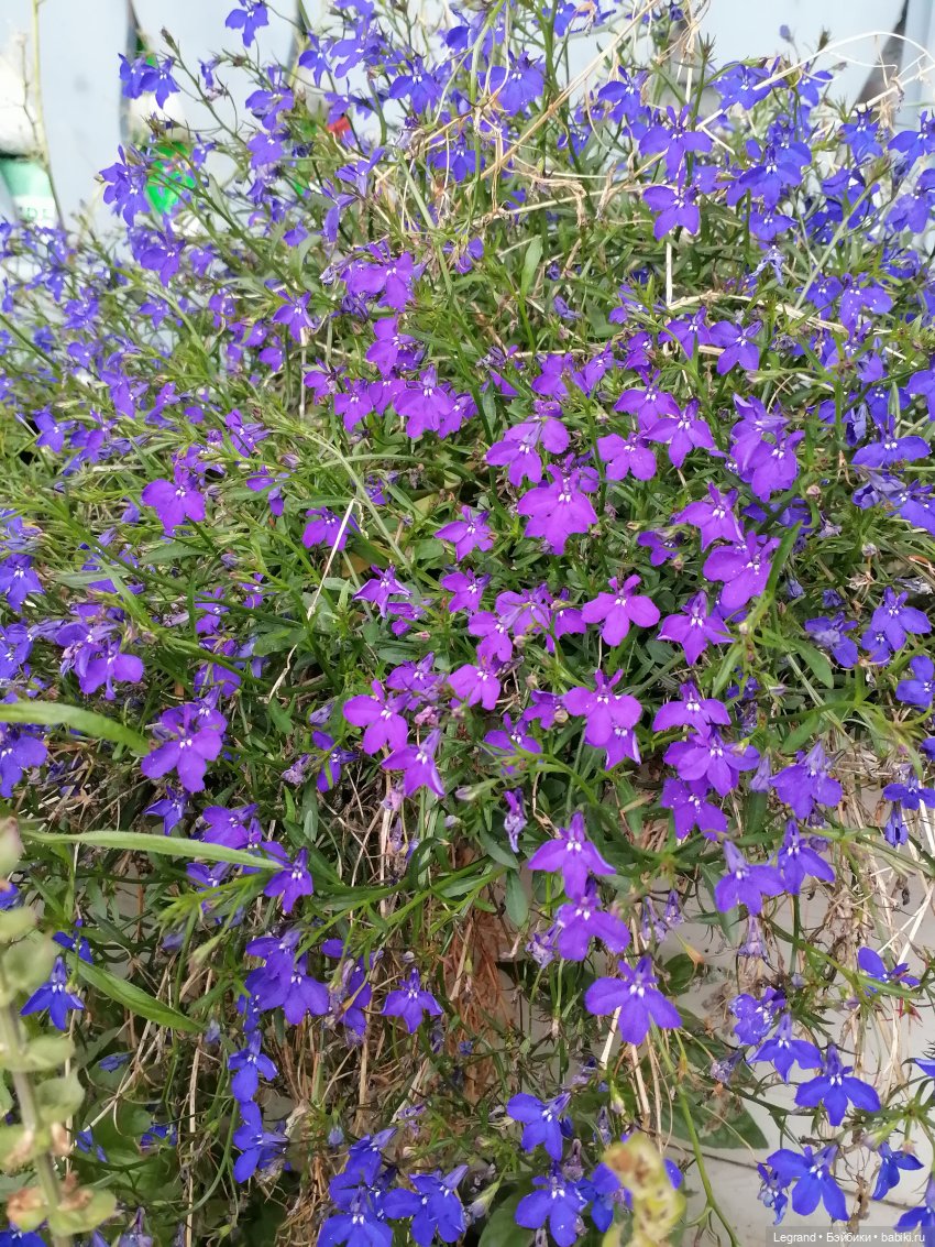 Лурения - Петербург: Отто и июньские цветы - часть первая