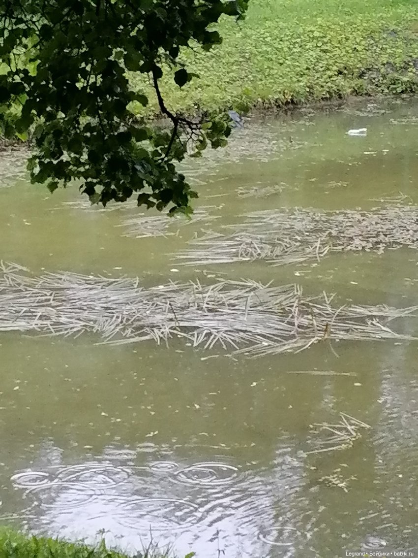 Лурения - Петербург: прогулка с питомцами под дождём