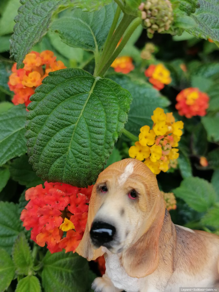 Лурения - Петербург: Отто и июньские цветы - часть первая